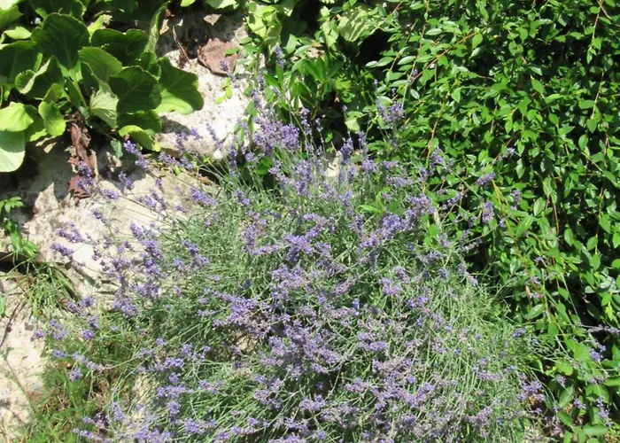 Charmante Avec Sur La Propriete *